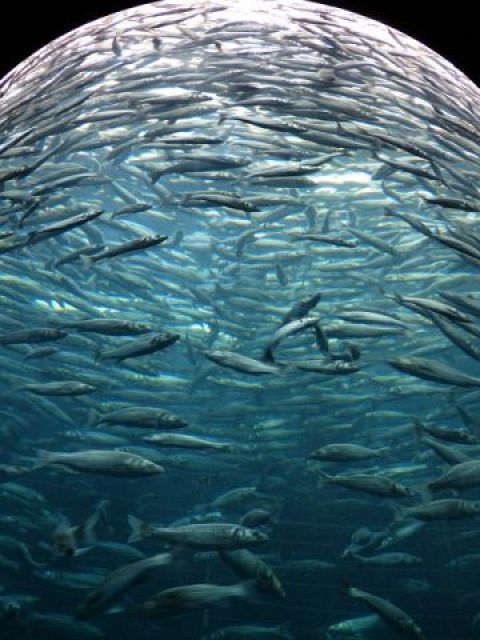 A halak összetévesztik a műanyagot az ehető táplálékkal