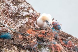 tengeri madár műanyag hálóban