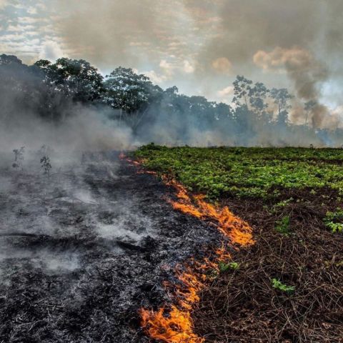 brazil erdőtűz