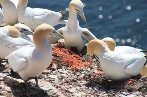 tengeri hulladékon fészkelnek madarak