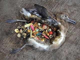 műanyaggal teli gyomrú albatrosz