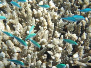 korall zátony