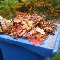 Kukába gyűrt őszi lombok, bezsákolt élővilág