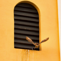 kirepülő bagolyfióka